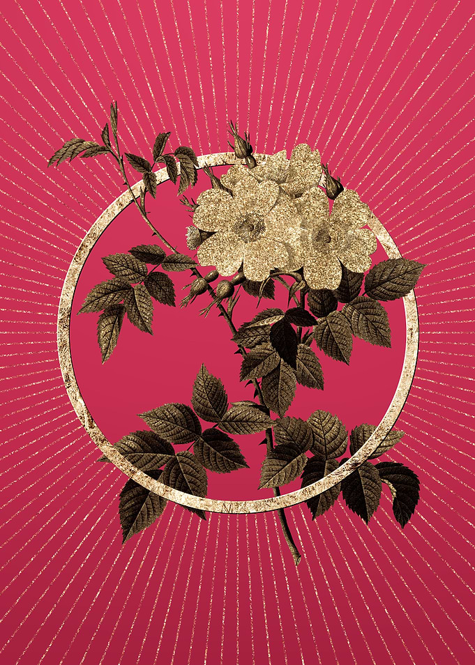 White Rosebush on Magenta
