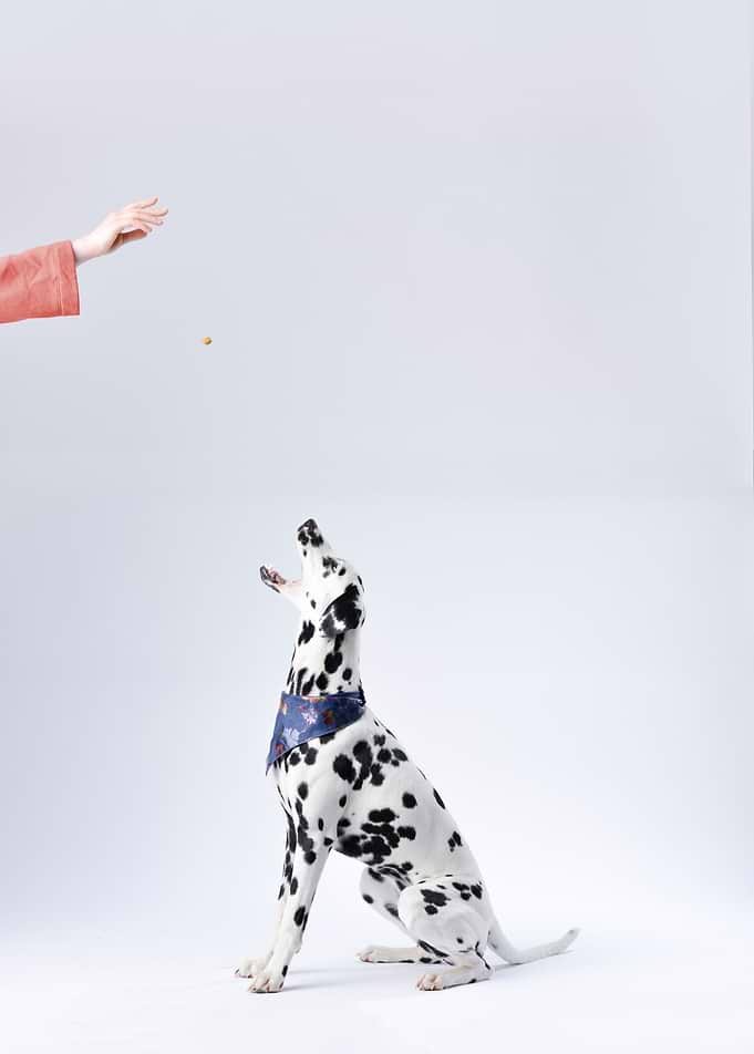 Doggy Canine