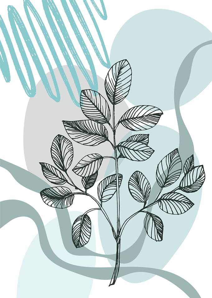Eucalyptus Botanical