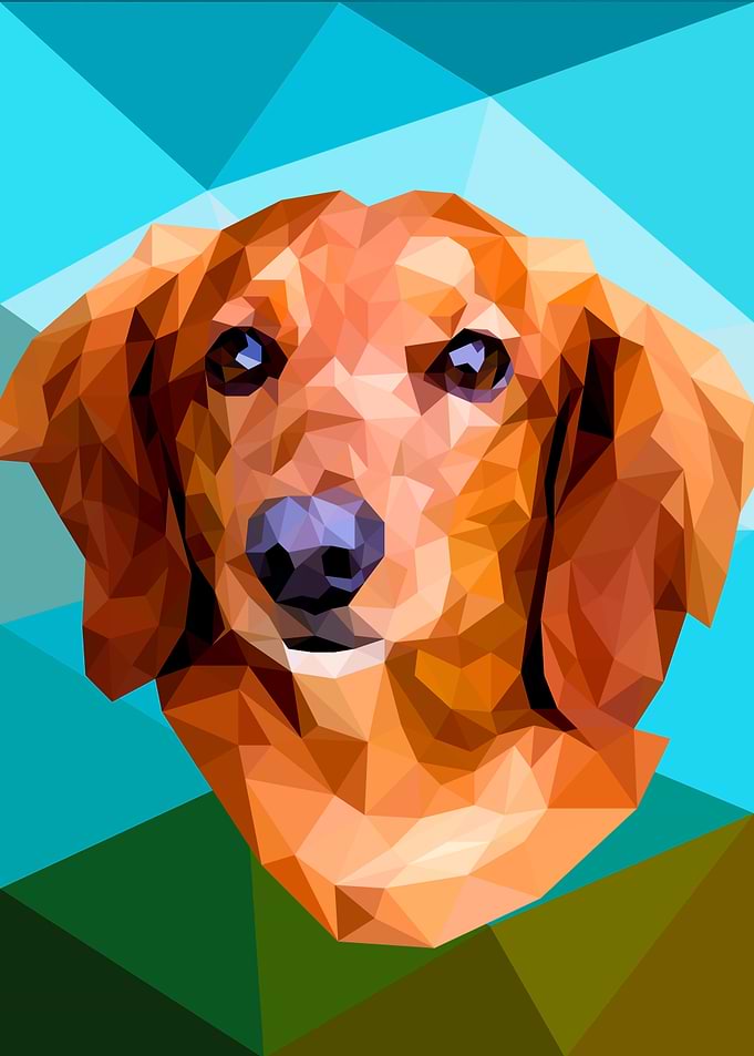 Dachshund