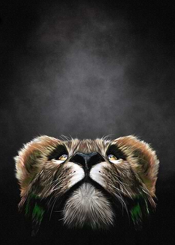 Lions Gazes