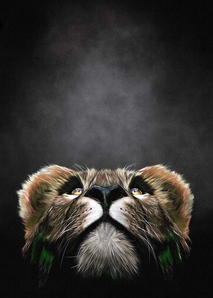 Lions Gazes
