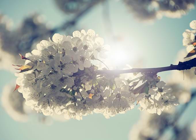 White cherry blossom