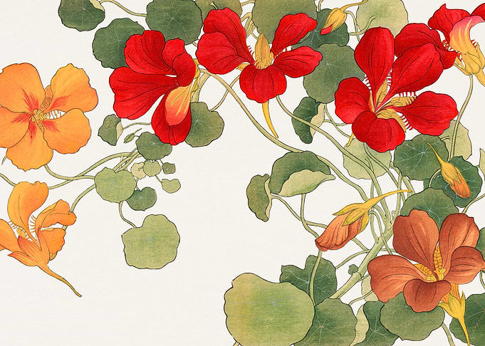 Nasturtium flower