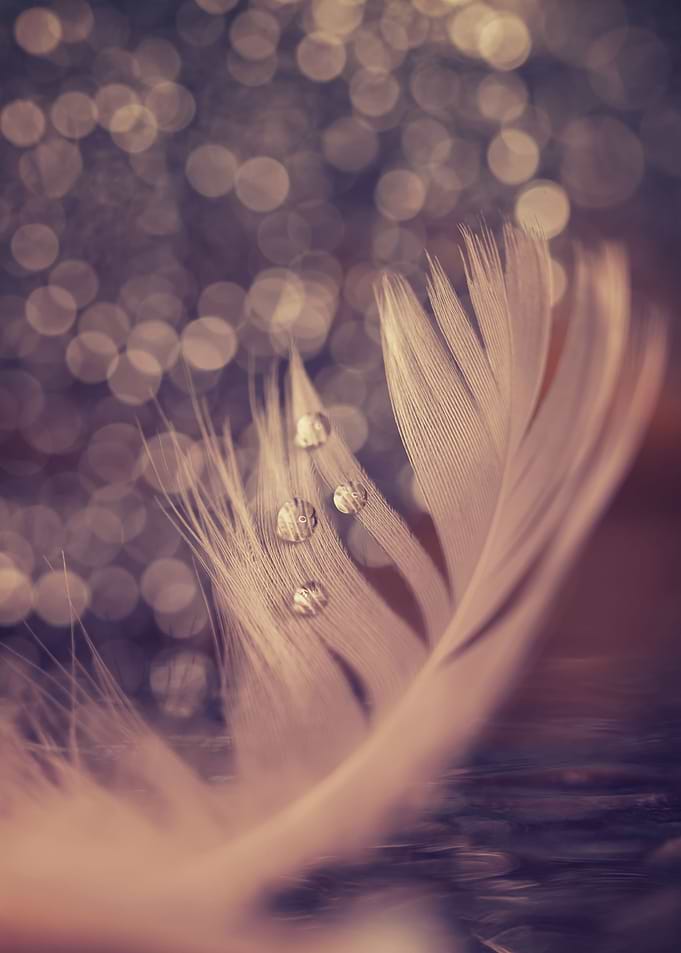 Water drops on the feather