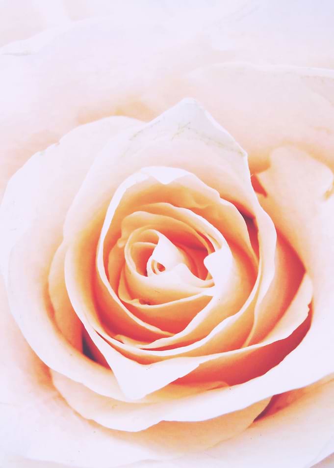 Close up Rose