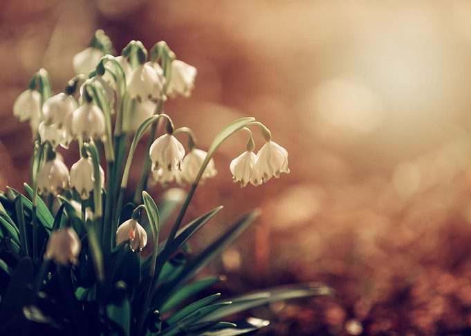 White snowdrops, macro