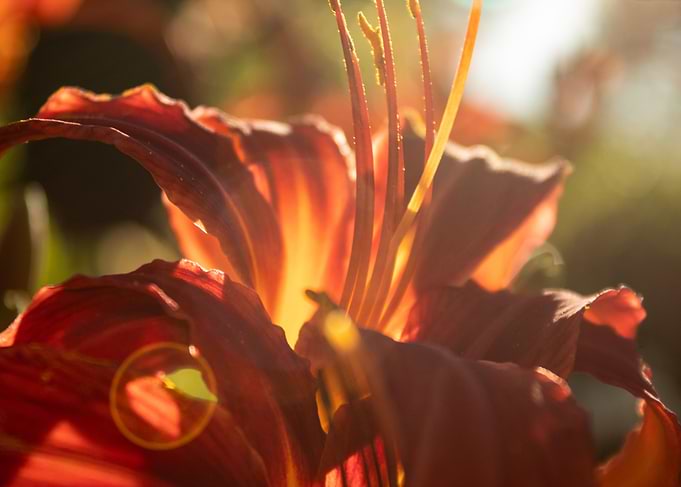 Sunset Daylily