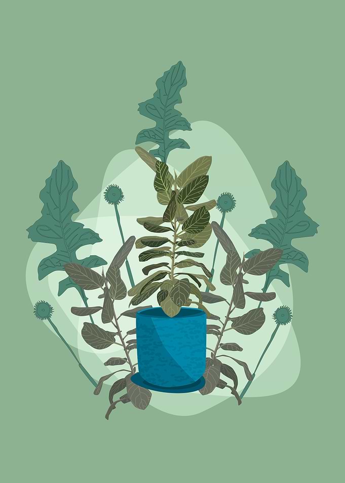 Ficus Audrey Moss