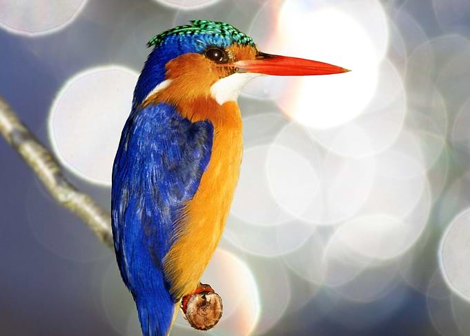 Kingfisher spotting