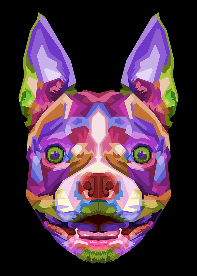 Colorful boston terrier