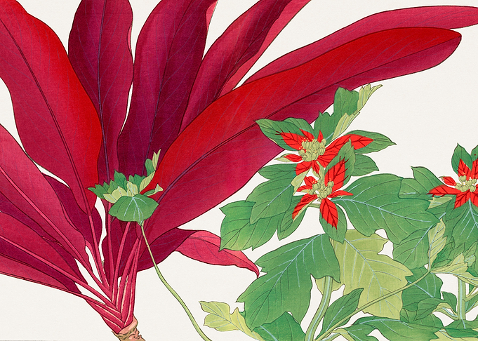 Dracaena poinsettia