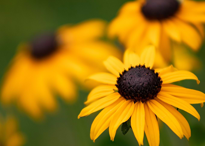 Black Eyed Susans