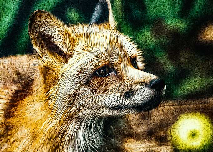Fox