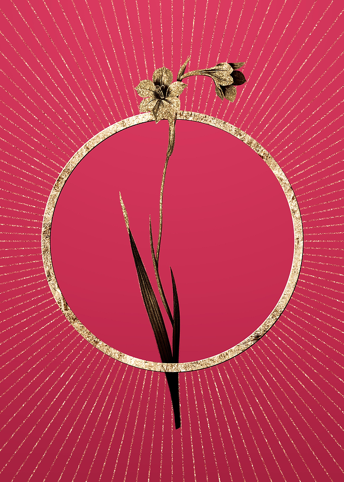 Sword Lily on Viva Magenta
