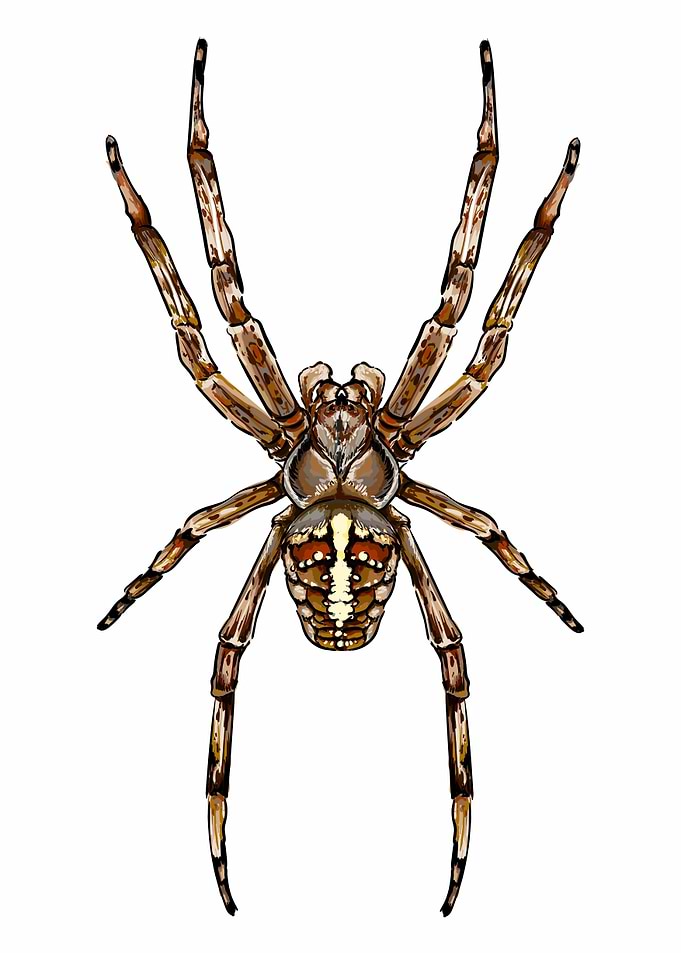 Spider