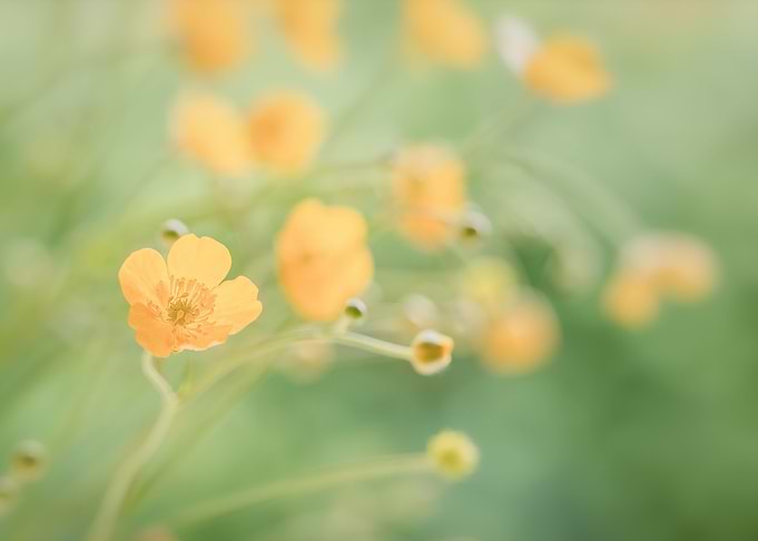 Yellow flowers on meadow