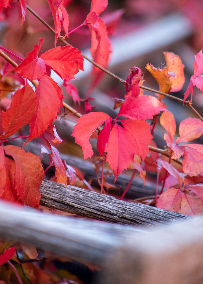 Leaves and Ladders