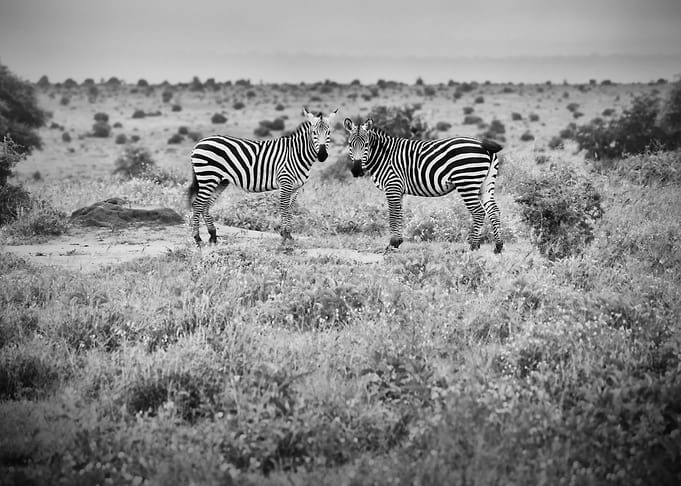 Zebras BW Africa Kenya