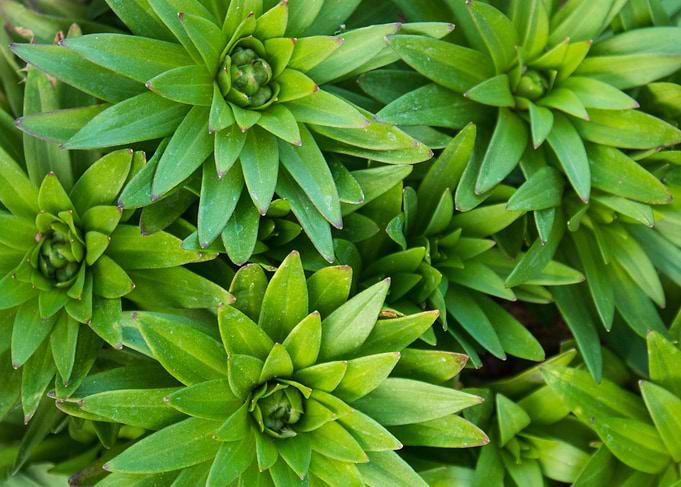Hen and Chicks