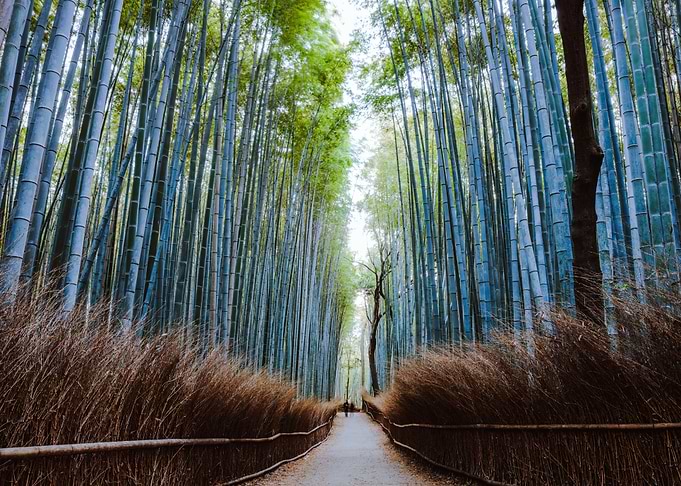Arashiyama forest Kyoto