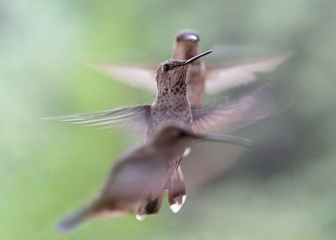 Hummingbird Buzz