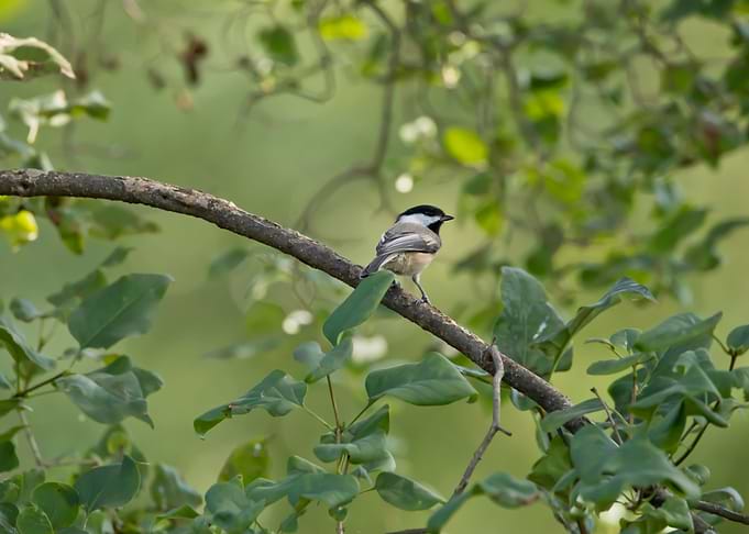 Chickdadee on a branch