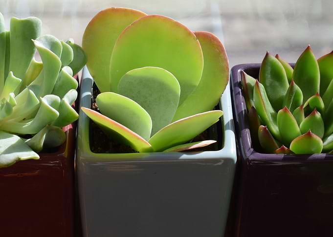 3 succulents
