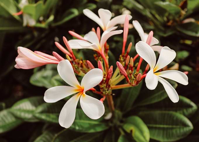 white flower