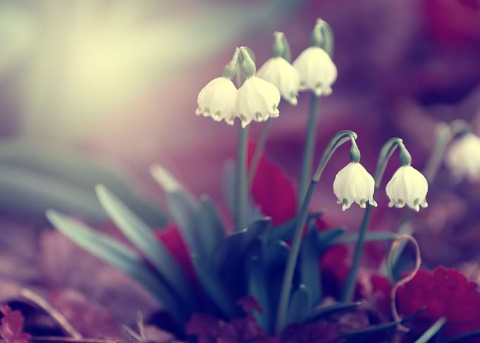 White snowdrops flowers