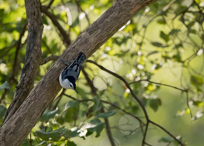 White breasted nuthatch