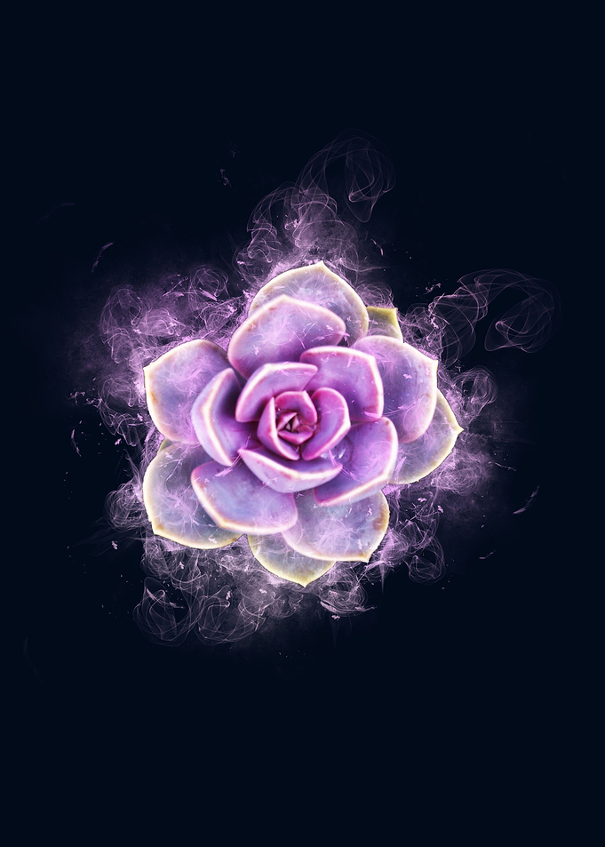 succulent flower smoke