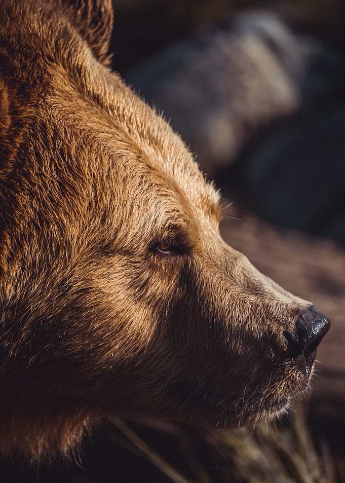 Face of a Black Bear