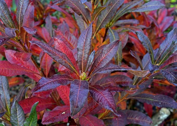 colorful nature