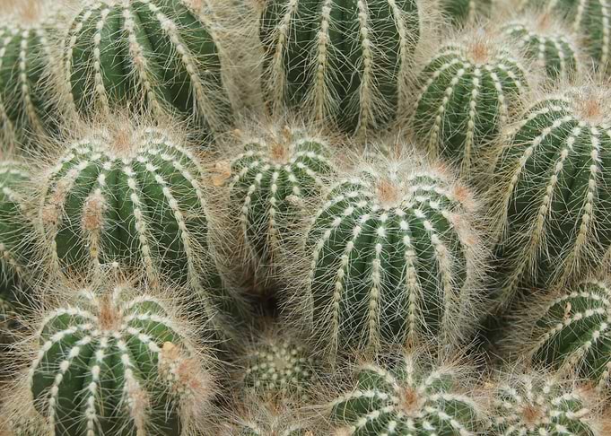 cactus field