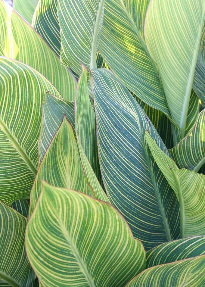 big leaves