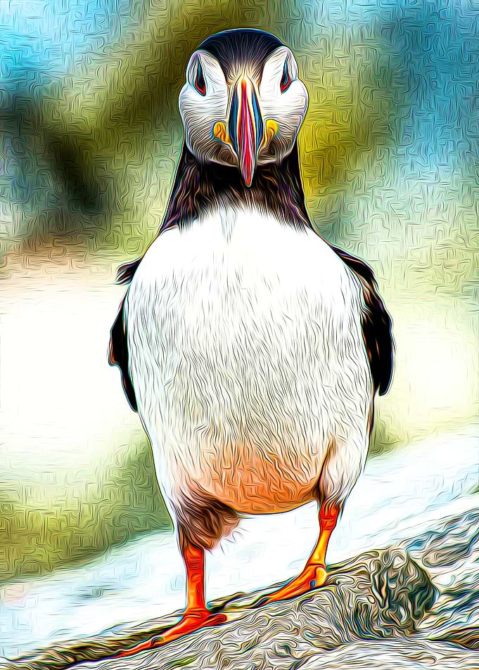 Puffin