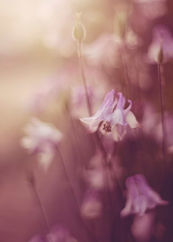 Pink flowers impression