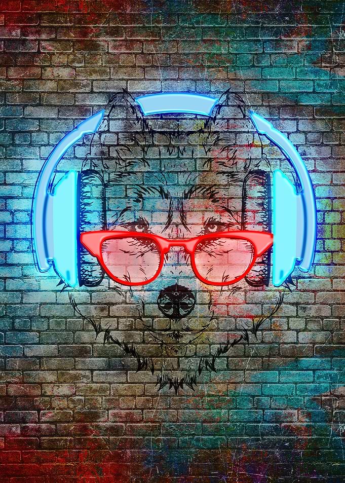 Husky in glasses