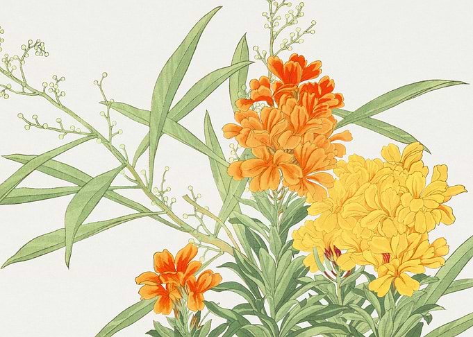 Wall flower