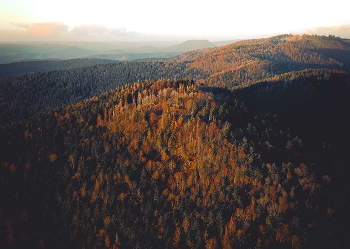 Forest