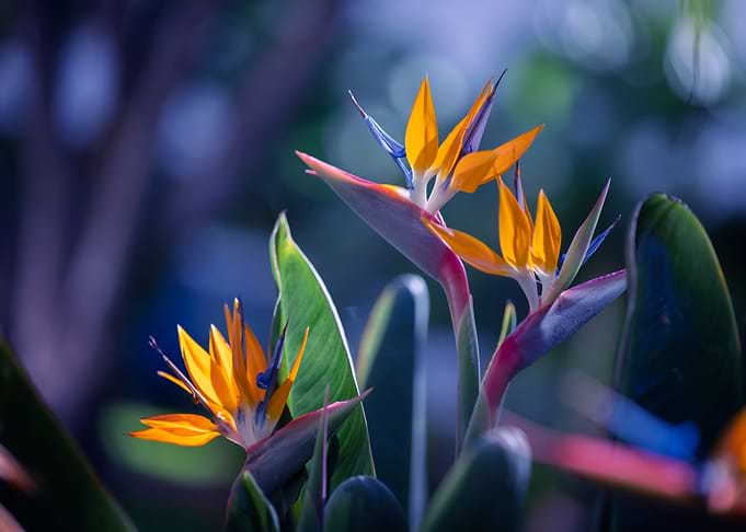 Strelitzia reginae, macro