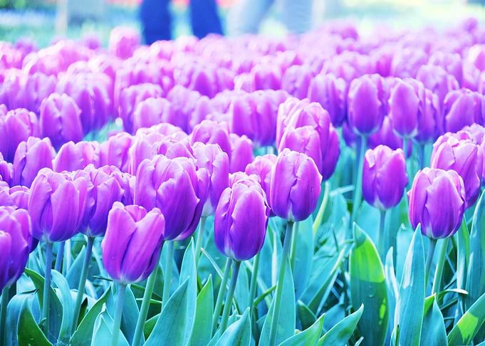 Purple Tulips
