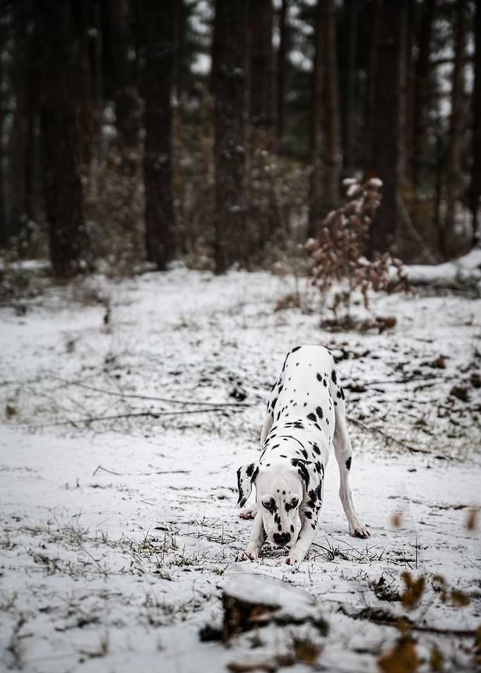 Dalmatian Dog in forest