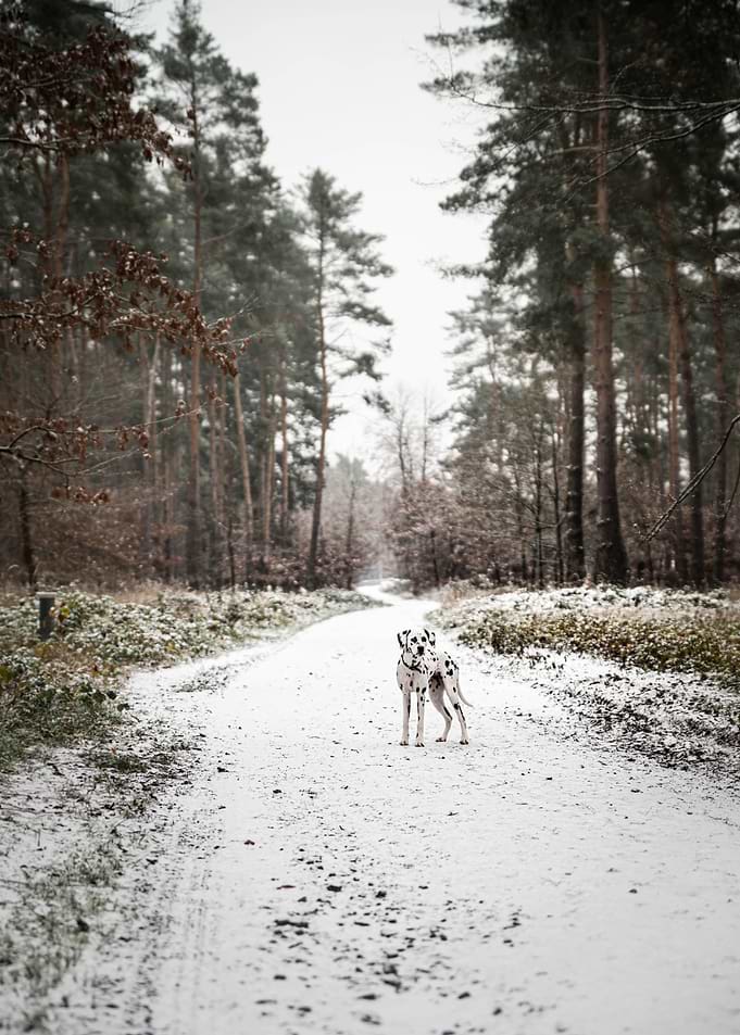 Dalmatian Dog in forest