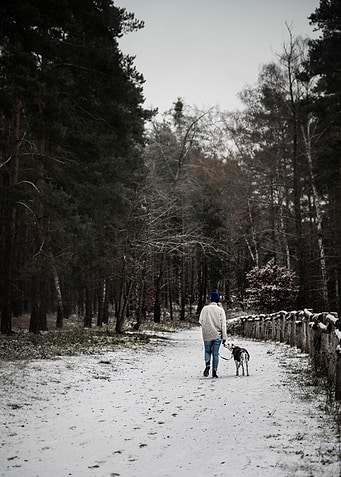 Dog walk with dalmatian