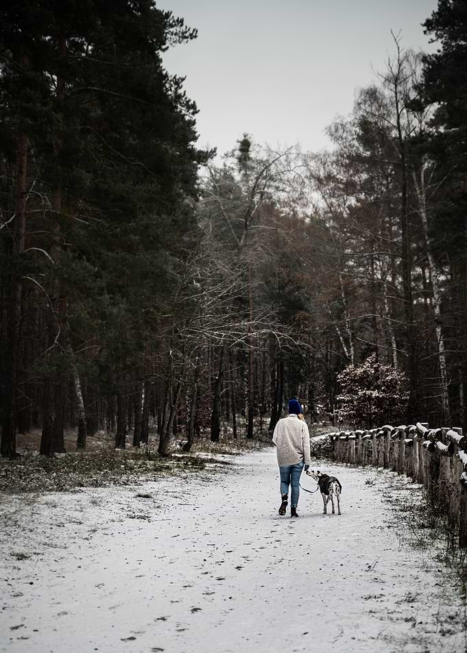 Dog walk with dalmatian