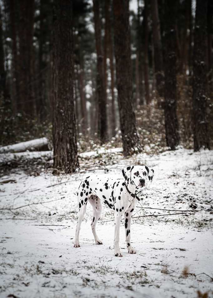 Dalmatian Dog in forest