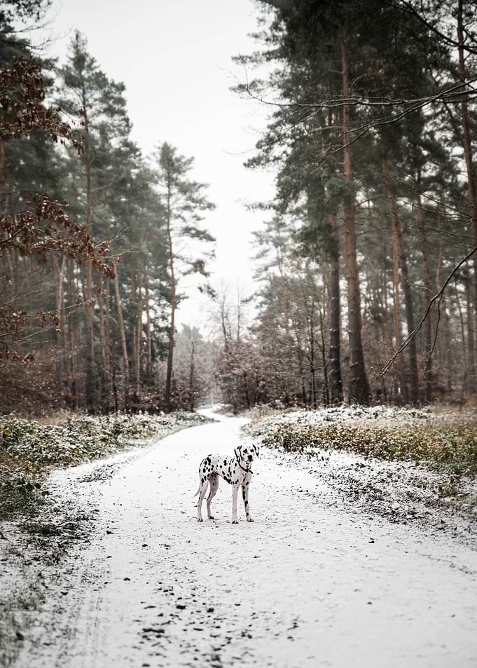 Dalmatian Dog in forest