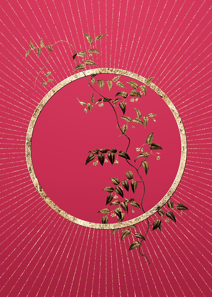 Bridal Creeper on Magenta